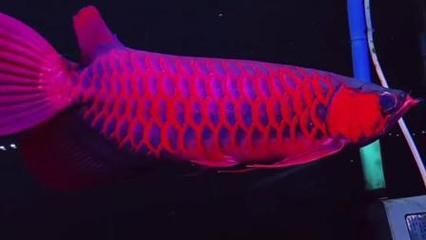 紅龍魚福龍王（傳說中的福龍王）