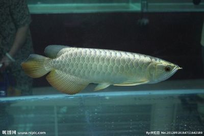金龍魚用白缸還是黑缸（金龍魚成年后的飼養技巧）