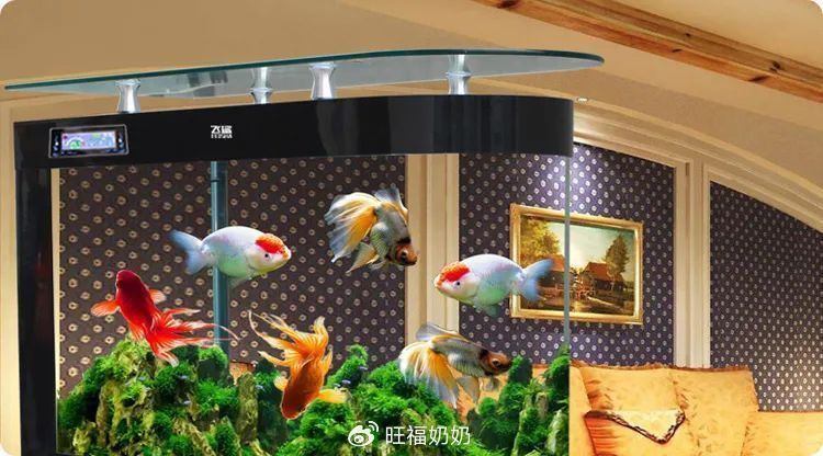 金魚(yú)死了是擋災(zāi)嗎