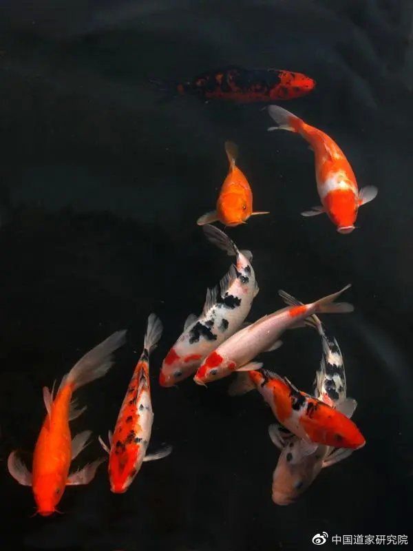 金魚(yú)死了是擋災(zāi)嗎