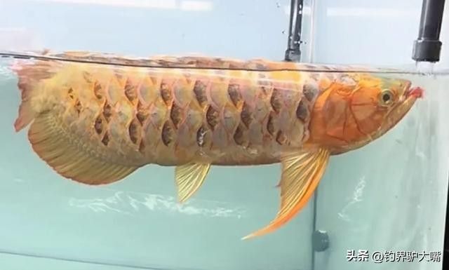 銀龍魚掉魚鱗了怎么辦啊