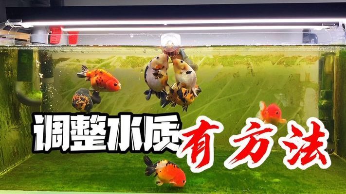 魚缸供氧設備哪種好（魚缸供氧設備哪種好用）