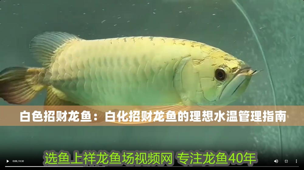 白色招財龍魚：白化招財龍魚的理想水溫管理指南