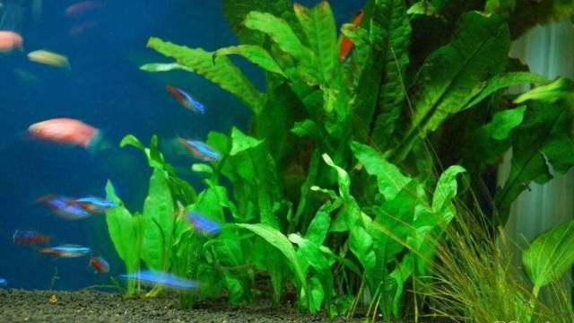 紅龍魚怎么喂食最好呢視頻教程（紅龍魚怎么喂食最好呢視頻教程大全）