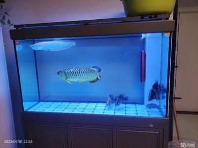 龍魚魚缸尺寸要求標準：選擇龍魚魚缸的尺寸時，需要考慮到龍魚的生長習性和活動空間的需求