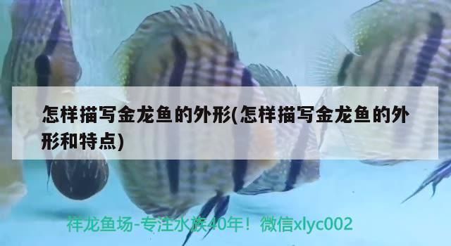 金龍魚外形作文怎么寫三年級（三年級作文思路之金龍魚）