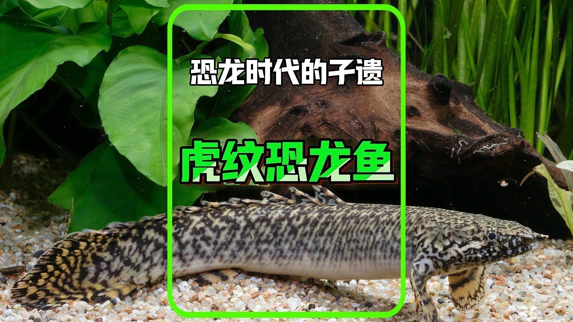 虎紋恐龍魚繁殖方法
