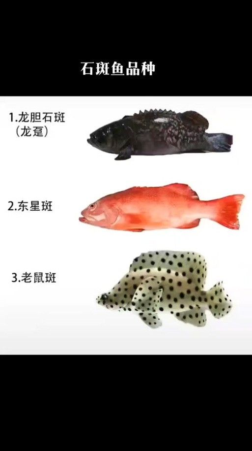 龍躉的市場價格是多少？