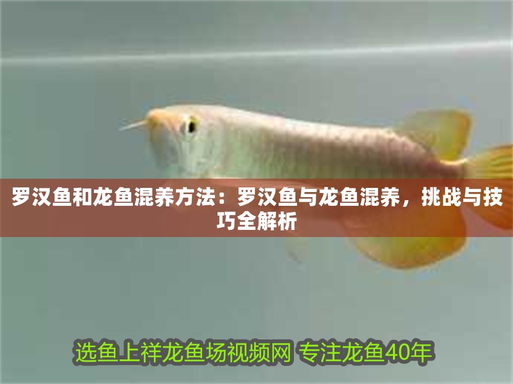 羅漢魚(yú)和龍魚(yú)混養(yǎng)方法：羅漢魚(yú)與龍魚(yú)混養(yǎng)，挑戰(zhàn)與技巧全解析