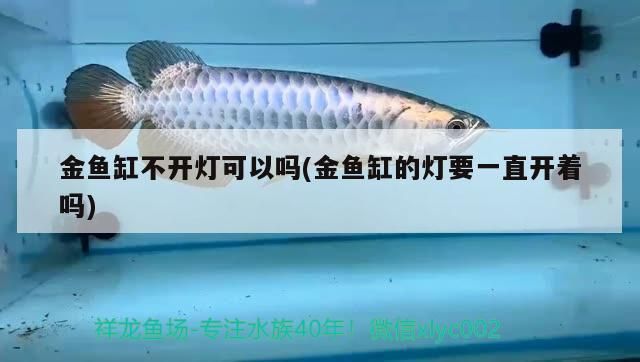 金魚缸不開燈可以嗎(金魚缸的燈要一直開著嗎)