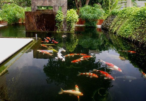 最好的金龍魚是哪種品種：最好的金龍魚是哪種？全面解析金龍魚品種與選購指南