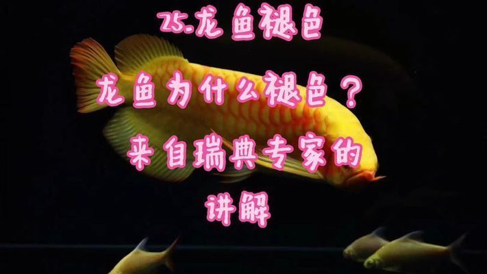 紅龍魚褪色原因（紅龍魚褪色可能由多種原因引起）