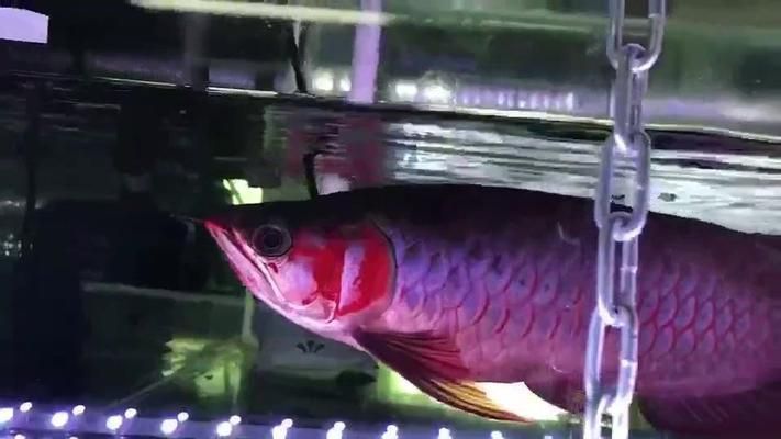 龍魚什么樣的叫麒麟：如何鑒別麒麟龍魚與紅龍魚的區(qū)別，麒麟龍魚與紅龍魚的區(qū)別
