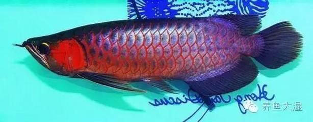 龍魚什么樣的叫麒麟：如何鑒別麒麟龍魚與紅龍魚的區別，麒麟龍魚與紅龍魚的區別