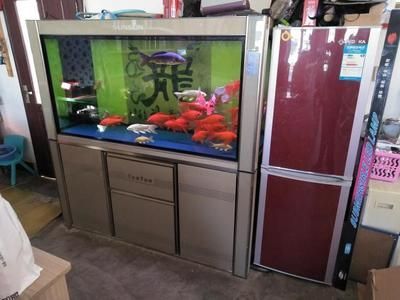 紅龍魚缸的最佳水位：紅龍魚缸的最佳水位應該在40-60厘米之間
