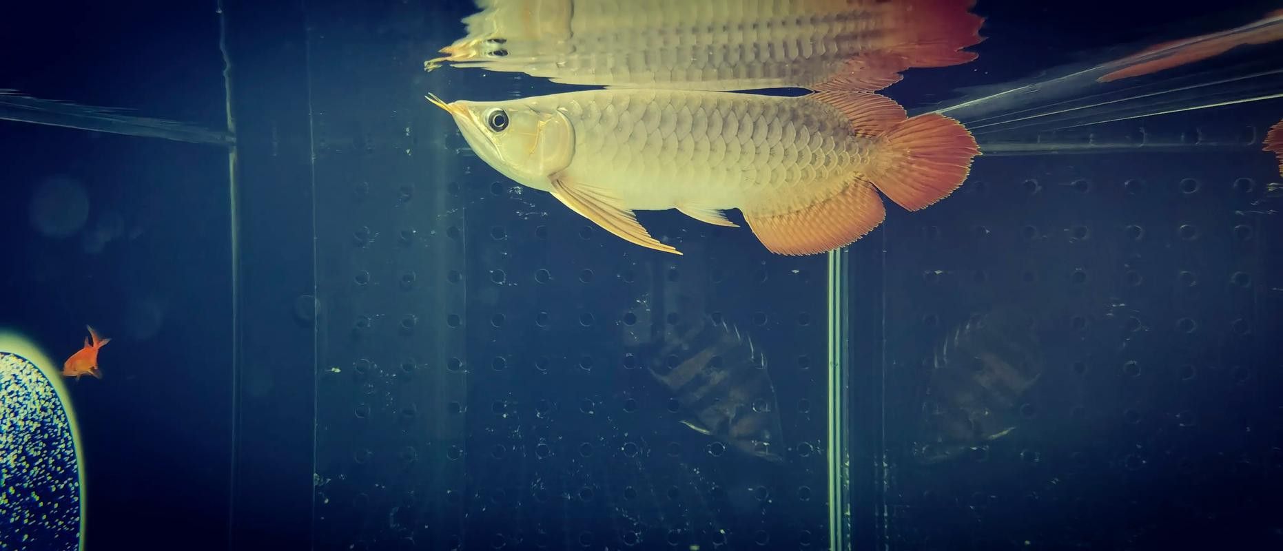 紅龍魚缸背景圖片 紅龍魚缸背景圖片 龍魚百科 第10張