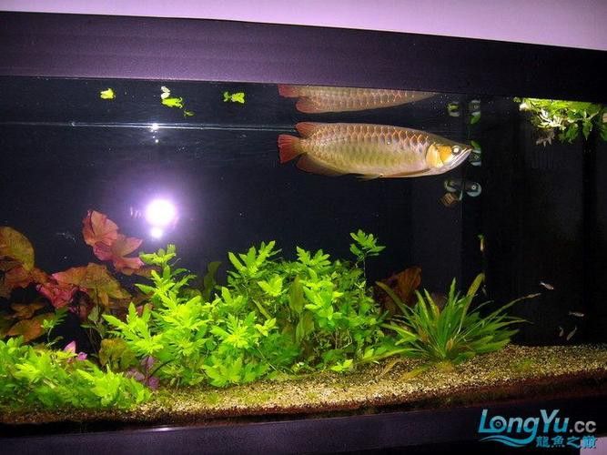 紅龍魚缸背景圖片 紅龍魚缸背景圖片 龍魚百科 第9張