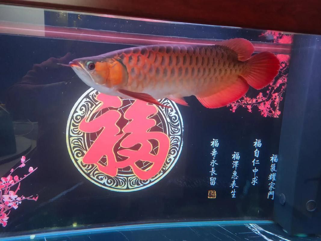 紅龍魚缸背景圖片 紅龍魚缸背景圖片 龍魚百科 第16張
