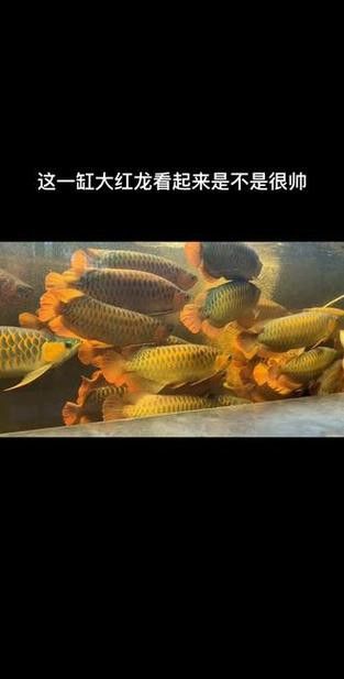 紅龍魚缸背景圖片 紅龍魚缸背景圖片 龍魚百科 第21張