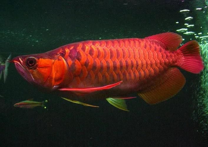 紅龍魚缸背景圖片 紅龍魚缸背景圖片 龍魚百科 第32張