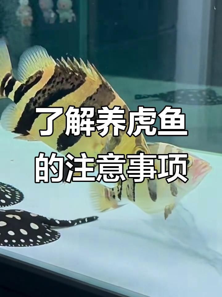老虎魚好養嗎
