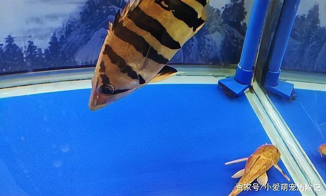 老虎魚好養嗎
