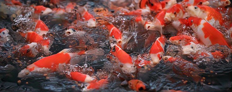 錦鯉為什么養一條靈性高
