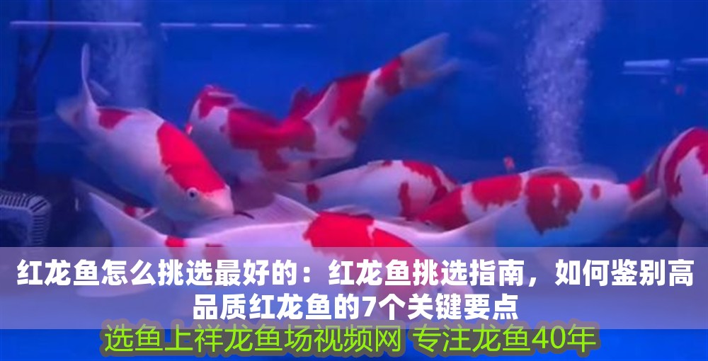 紅龍魚怎么挑選最好的：紅龍魚挑選指南，如何鑒別高品質(zhì)紅龍魚的7個關(guān)鍵要點