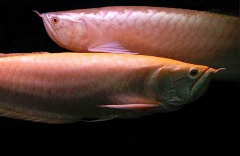 赤血紅龍魚圖片:如何飼養紅龍魚