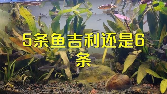 養魚養5條還是6條好