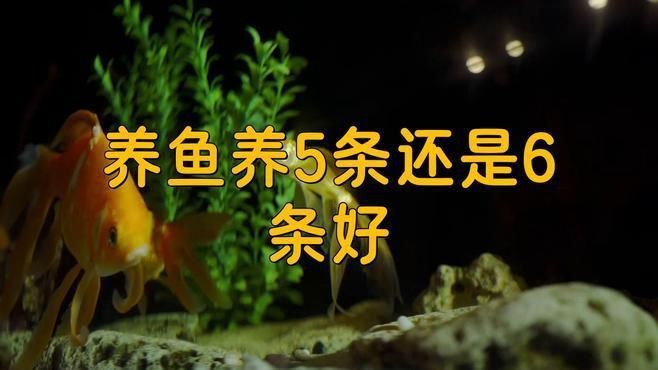 養魚養5條還是6條好