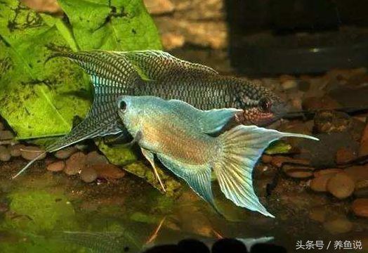 養龍魚有什么用途和好處（養龍魚有哪些好處？）