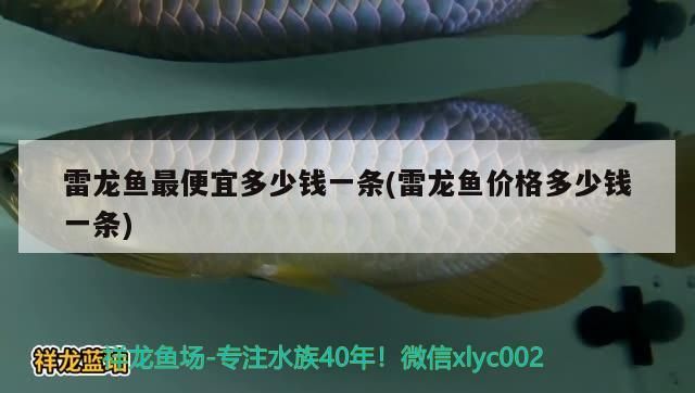 雷龍魚最便宜多少錢一條(雷龍魚價格多少錢一條)