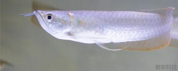 龍魚有營養(yǎng)嗎：龍魚與鱸魚營養(yǎng)對比，龍魚營養(yǎng)對比