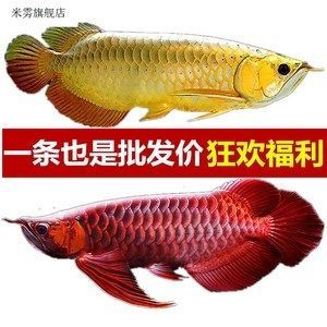 紅龍魚哪里批發(fā)便宜（紅龍魚批發(fā)價格、批發(fā)報價、價格大全）