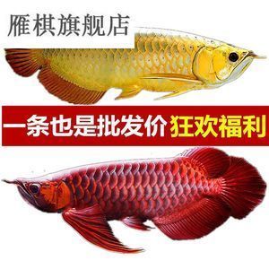 紅龍魚哪里批發(fā)便宜（紅龍魚批發(fā)價格、批發(fā)報價、價格大全）