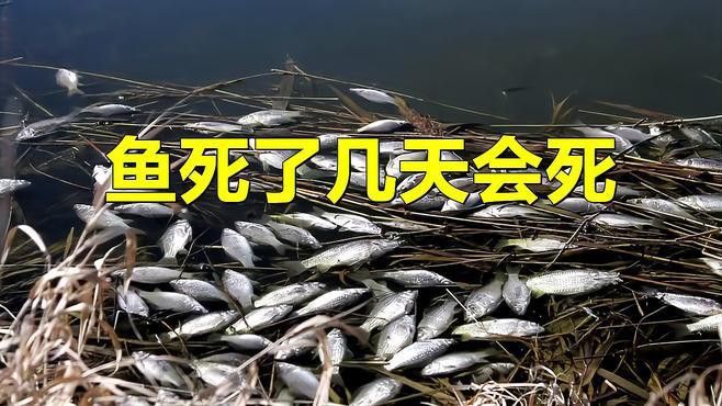 龍魚死后多久會開始腐敗？