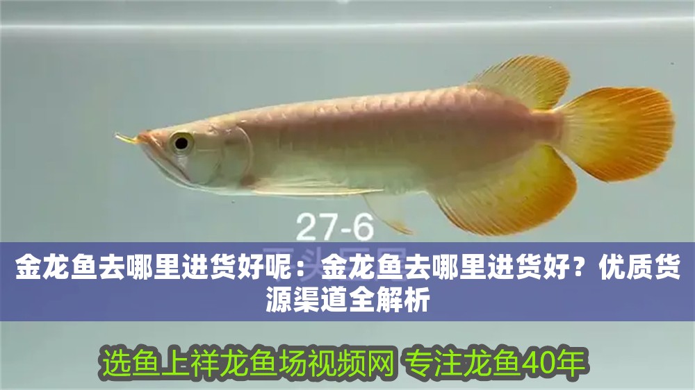 金龍魚去哪里進貨好呢：金龍魚去哪里進貨好？優質貨源渠道全解析