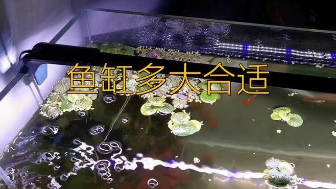 混養(yǎng)其他魚種需要多大的魚缸？