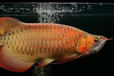 50公分的龍魚幾天喂一次食物（50公分的龍魚一天喂幾次）