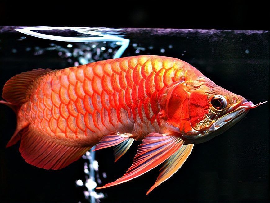 粉色金龍魚多少錢