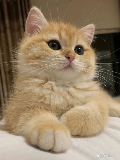 哪個品種更受歡迎？