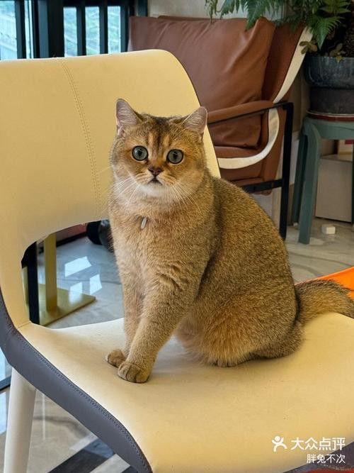 哪個品種更受歡迎？