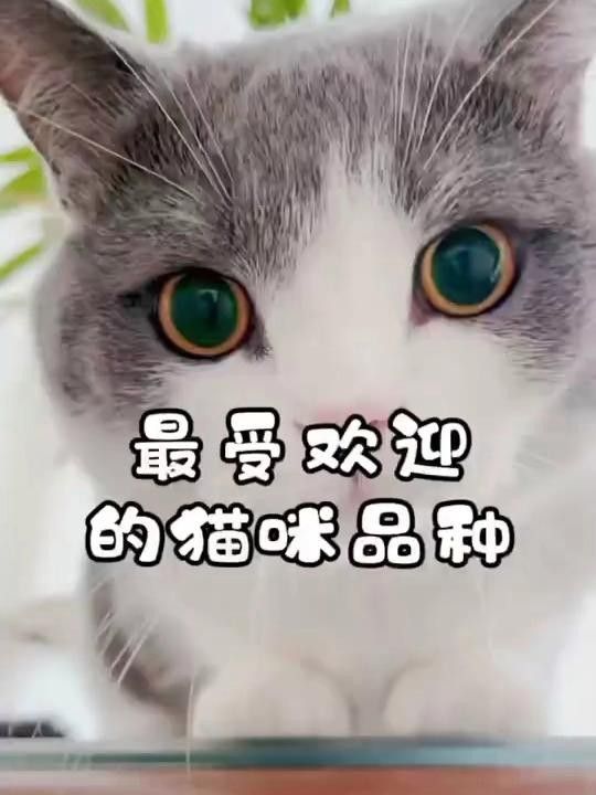 哪個品種更受歡迎？