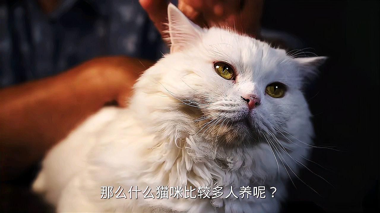 哪個品種更受歡迎？