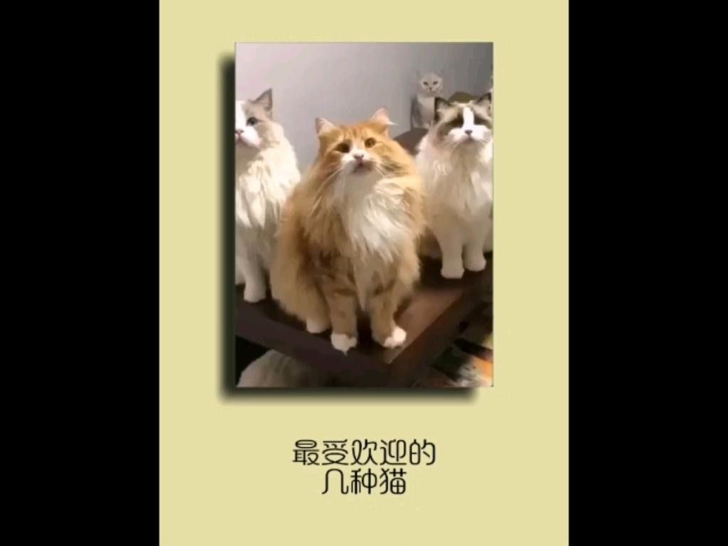 哪個品種更受歡迎？