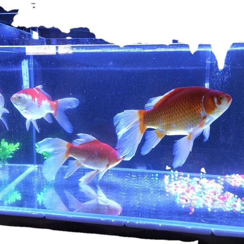 龍魚吃草金魚容易得病嗎（龍魚吃草金魚容易得病取決于多種因素，喂食草金魚應注意）