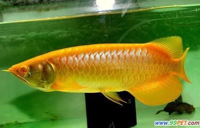 最大的龍魚有多長：最大的龍魚體長可以達到2米多，是一個相當驚人的數字