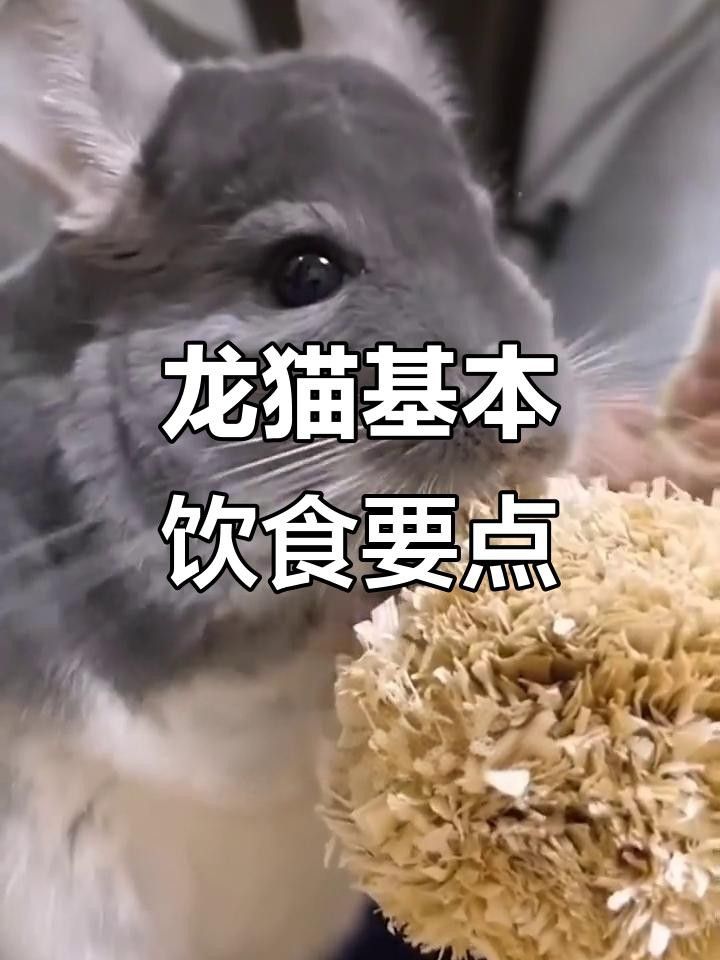 龍貓和荷蘭豬的飲食有何不同？ 龍貓和荷蘭豬的飲食有何不同？ 龍魚百科 第1張
