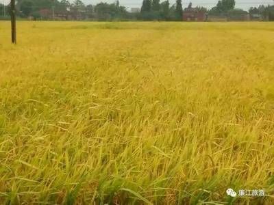 龍魚(yú)的魚(yú)鱗掉了一個(gè)可以恢復(fù)嗎：龍魚(yú)吃淡水蝦還是海蝦,龍魚(yú)吃淡水蝦還是海蝦吃蝦嗎